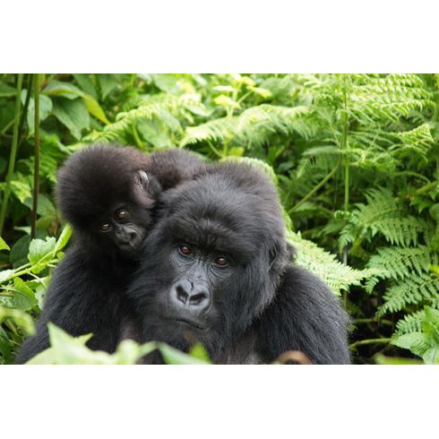 Passeio-com-os-gorilas-da-montanha-em-Ruanda