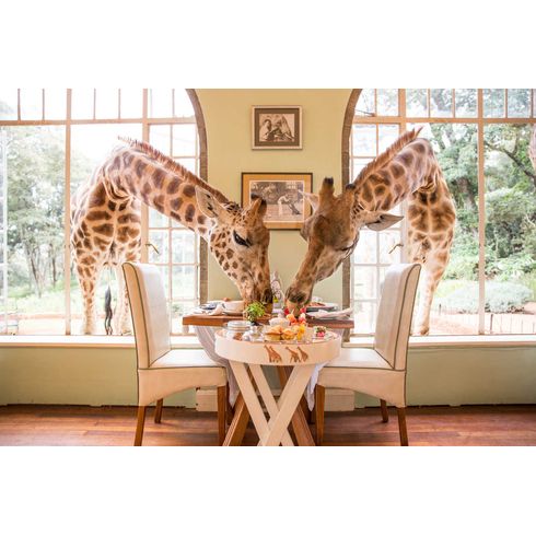 Cafe-da-manha-com-as-girafas-em-Nairobi