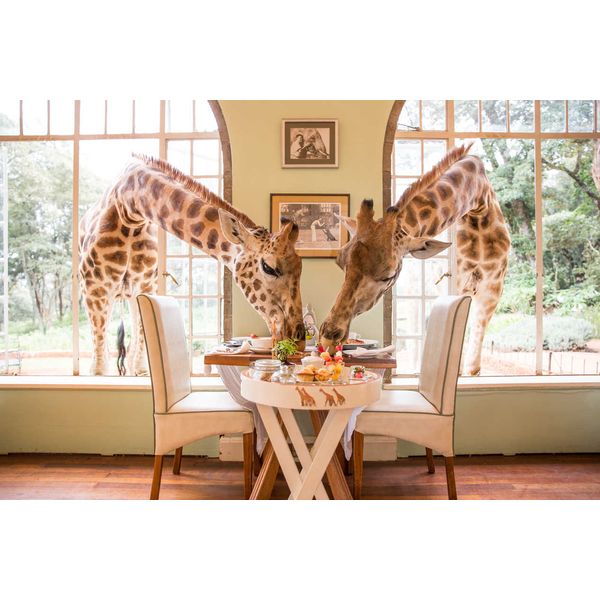 Cafe-da-manha-com-as-girafas-em-Nairobi
